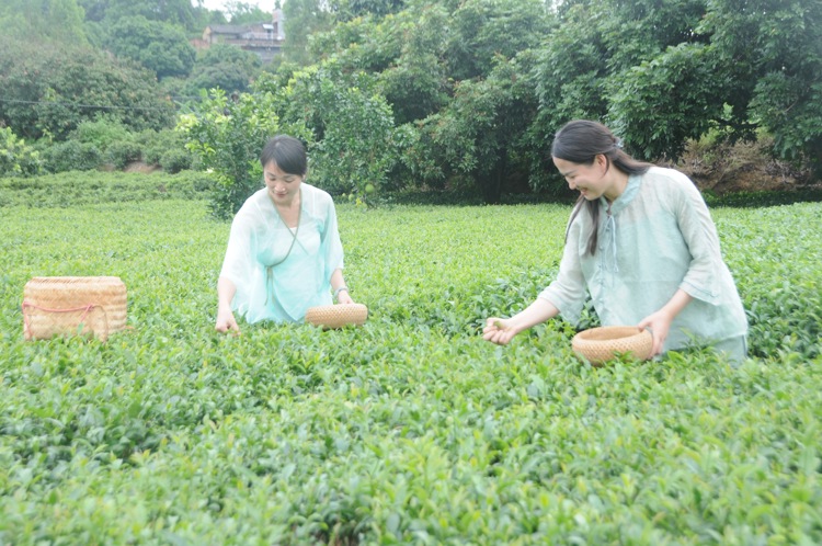 丰塘英榜红茶制作技艺